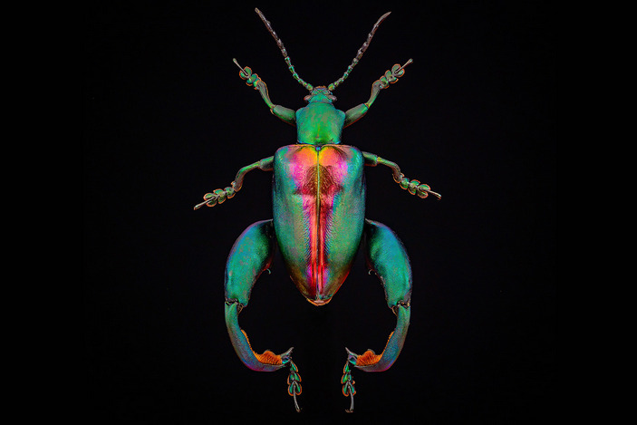 Самец листоеда Буке