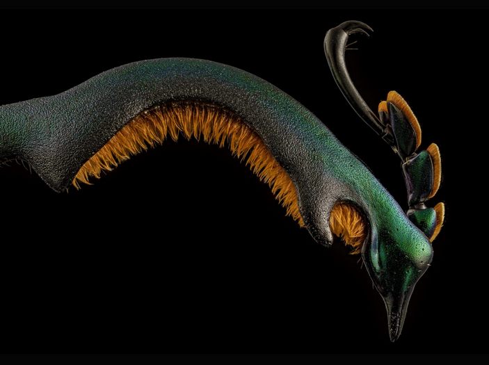 Задняя нога самца листоеда Буке