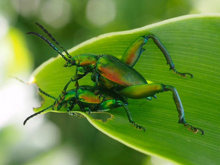 Самец и самка листоедов Sagra femorata