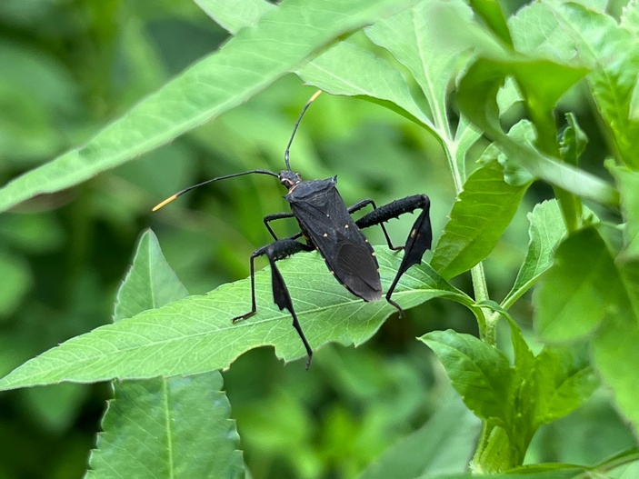 Клоп Leptoglossus gonagra