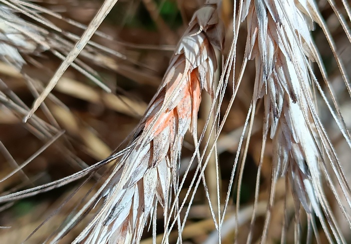 Фузариум на ячмене