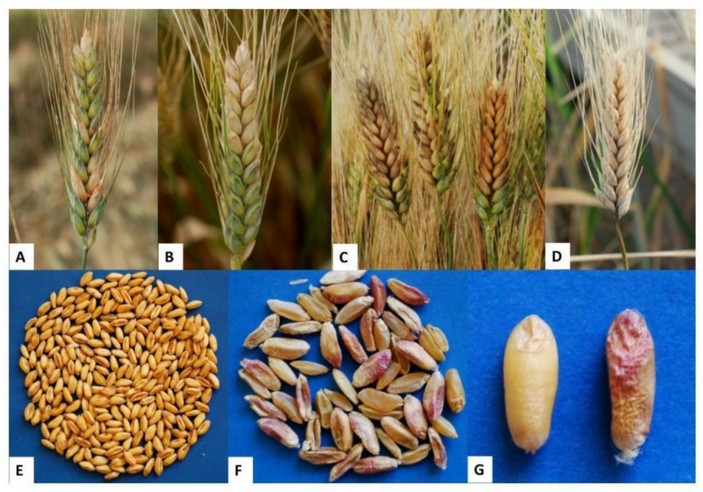 Симптомы фузариоза колоса