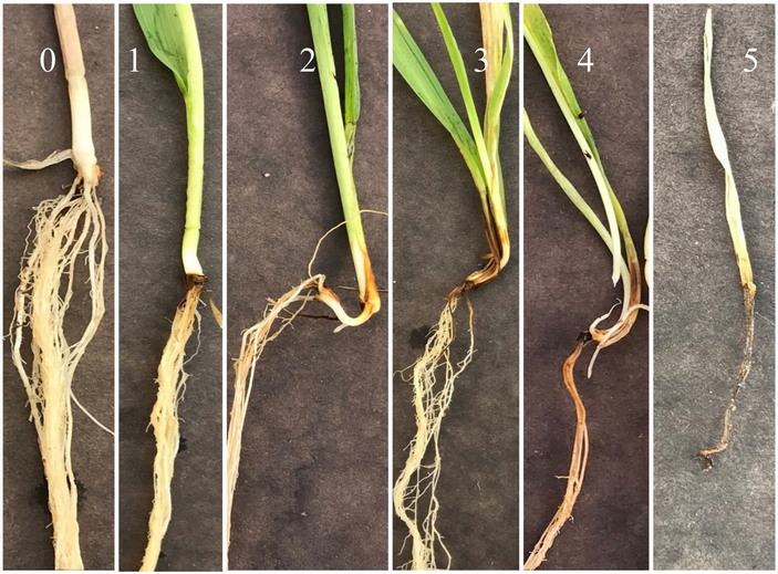Корневая гниль 