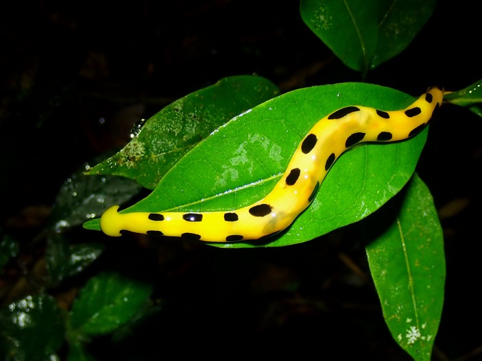 Яркая планария