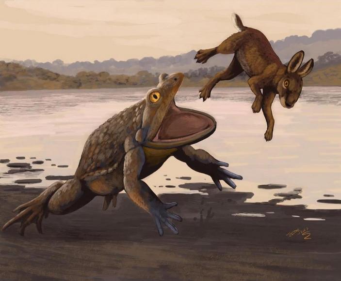 Лягушка нападает на зверька