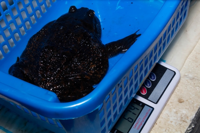 Тяжелая лягушка