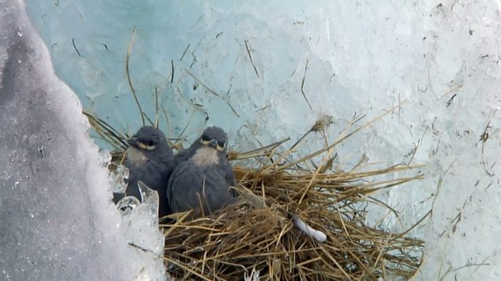 Птенцы диуки