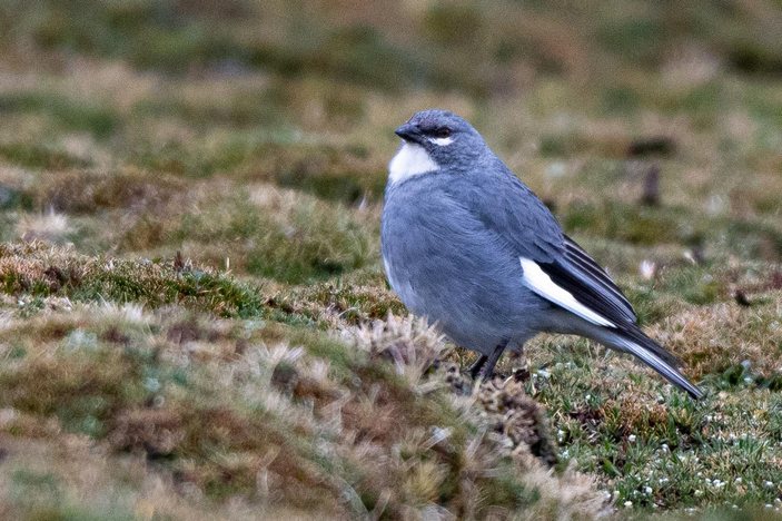 Белокрылая диука