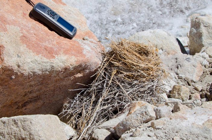 Старое гнездо диуки