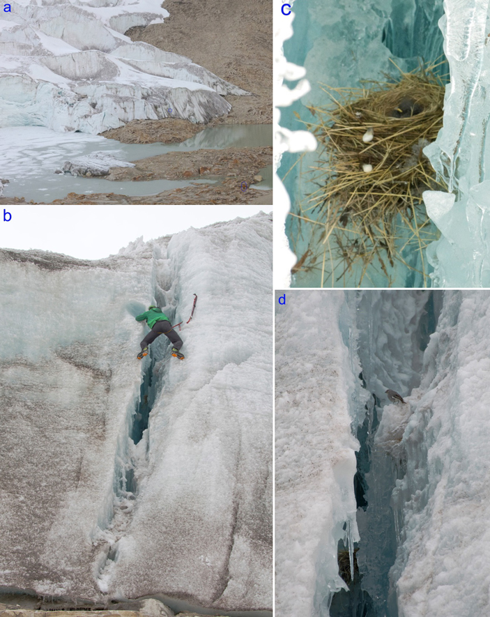 Гнездо белокрылой диуки с одним птенцом внутри, обнаруженное в 2014 году