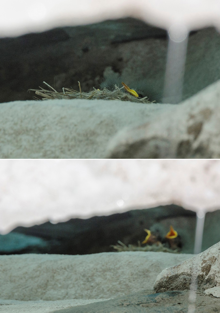 Гнездо дормилоны