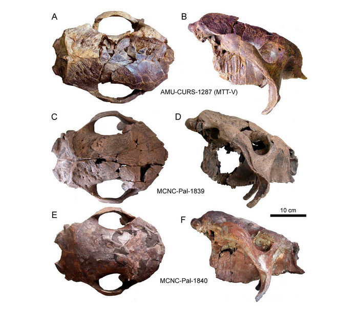 Черепа с повреждениями