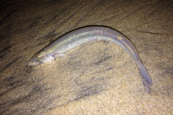 Сухопутный грунион