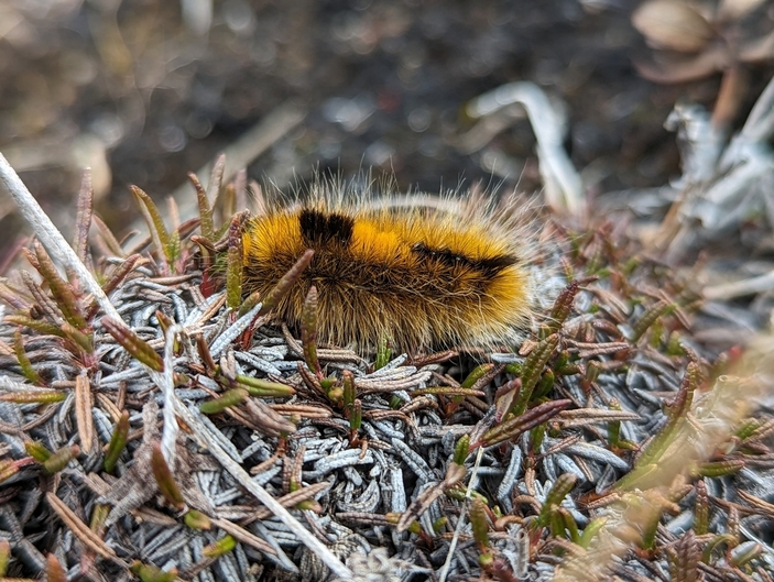 Гусеница шерстолапки