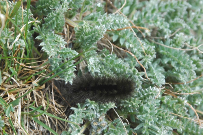 Юконская шерстолапка