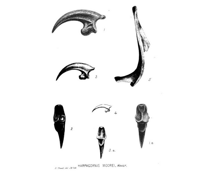 Когти орлов