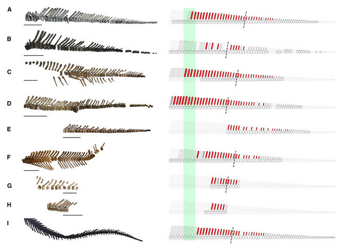 Хвосты гадрозавров