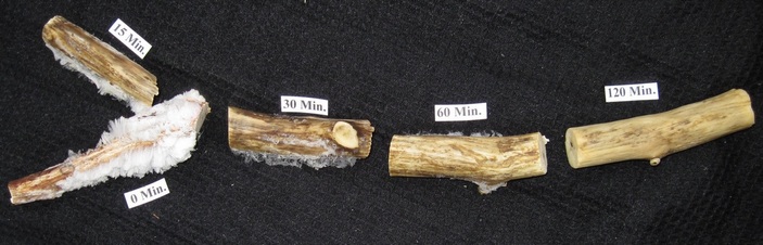 Ветки с фунгицидом