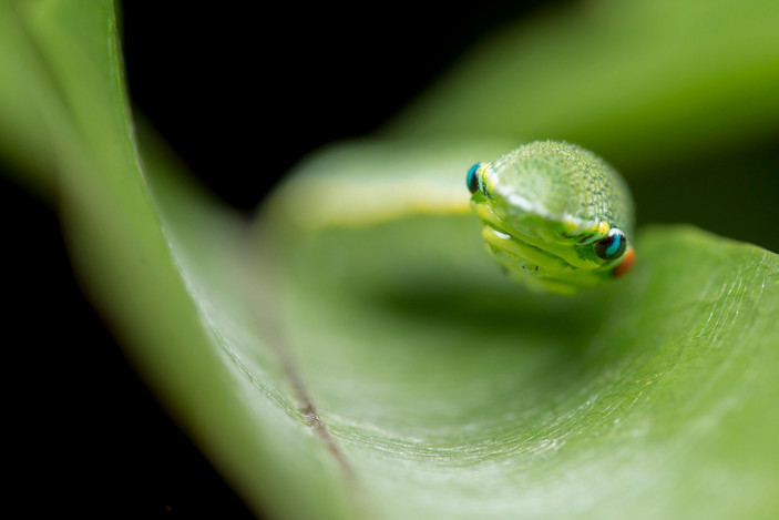 Гусеница бабочки гемобои главк