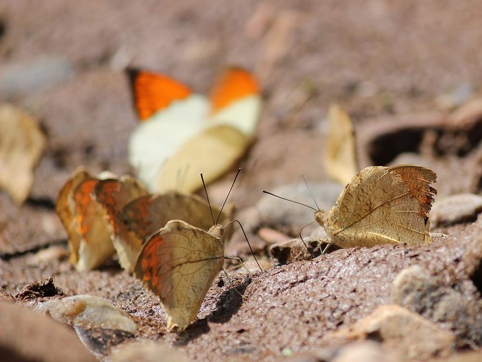Взрослые бабочки гебомои главк