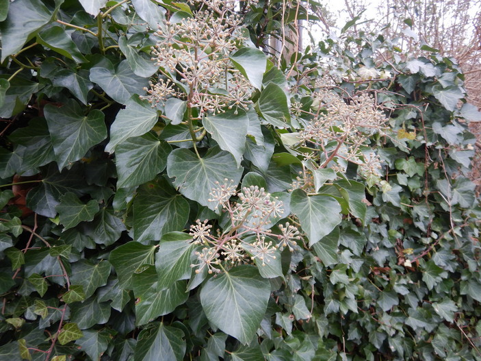 Цветущий плющ