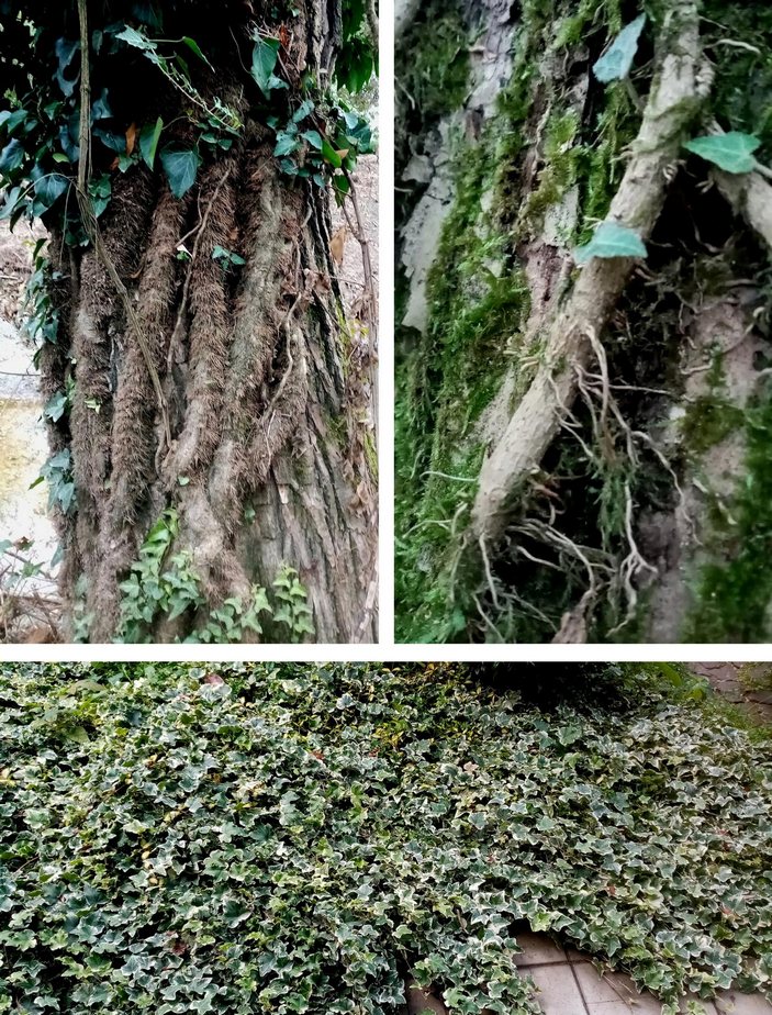 Побеги плюща молодые и старые