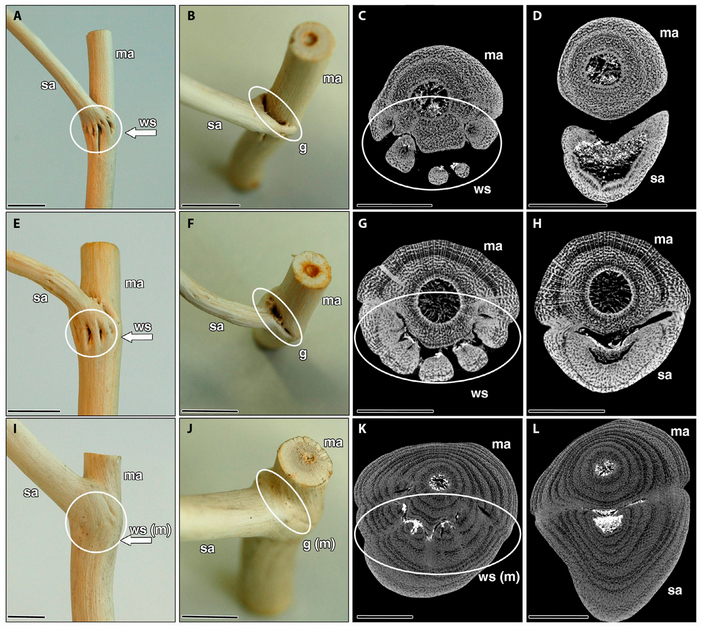 Морфология типов ветвления 