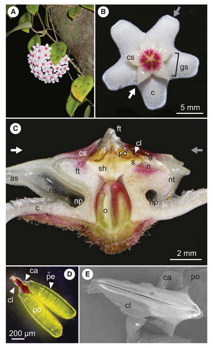 Строение цветка хойи