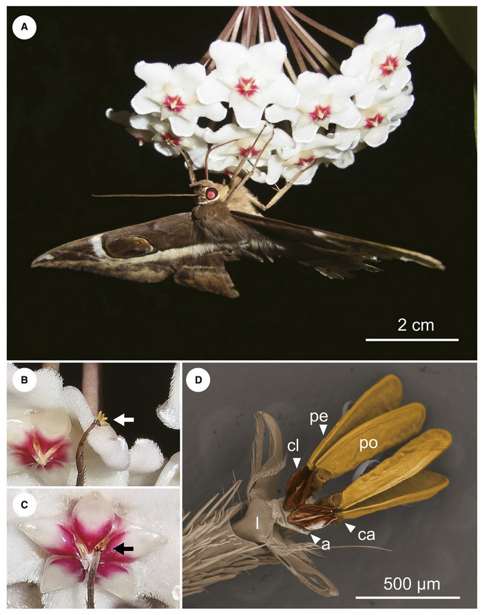 Опыление хойи