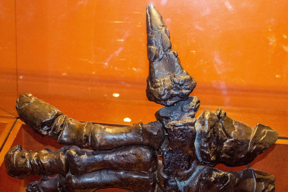 Кисть игуанодона