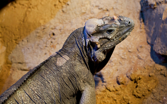 Игуана-носорог