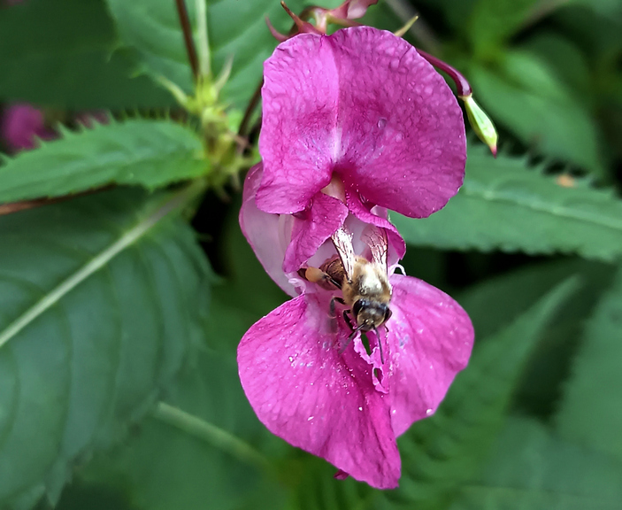 Пчела и недотрога