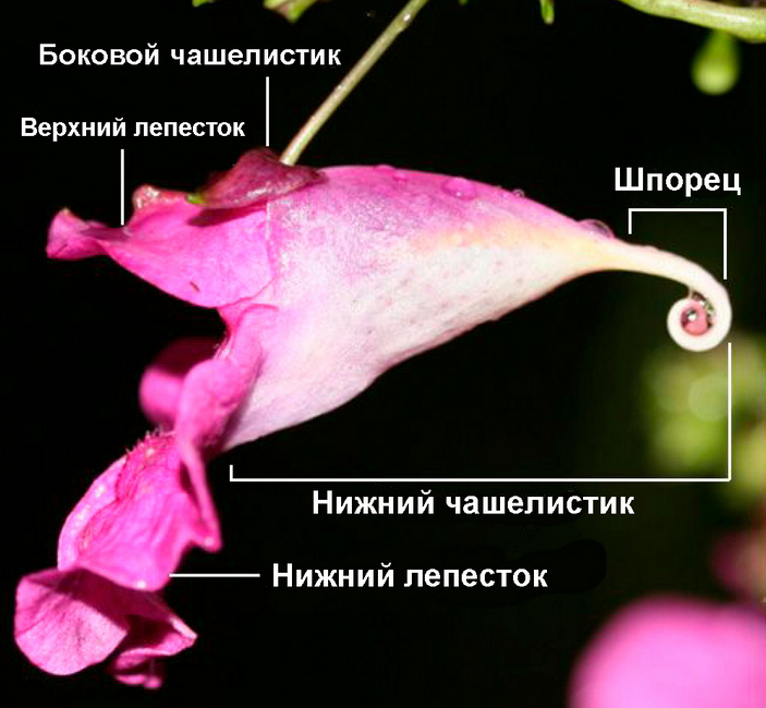 Строение цветка недотроги