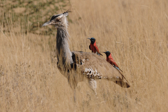 Дрофа и щурки