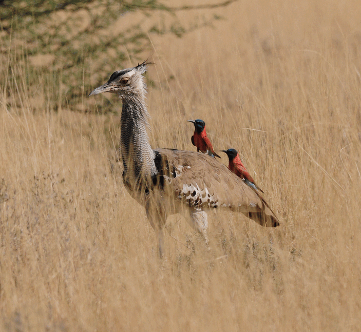 Дрофа и щурки