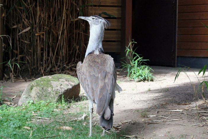 Дрофа в зоопарке