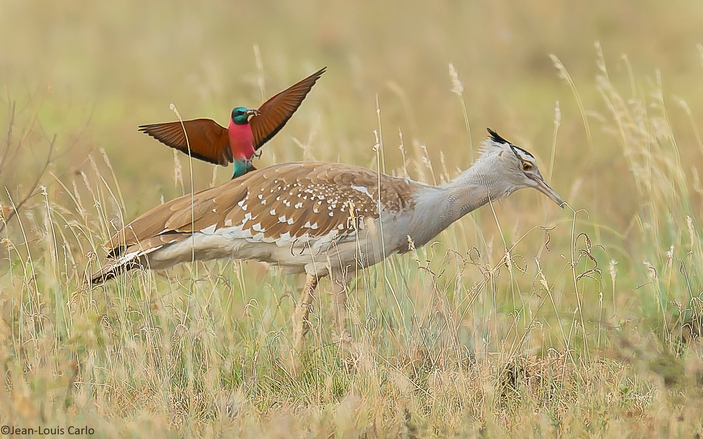 Щурка и арабская дрофа