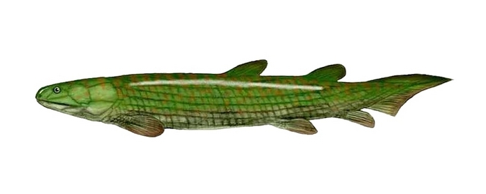 Остеолепис