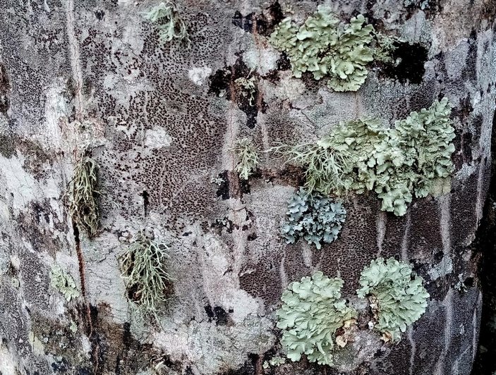 Лишайники на грабе