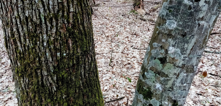 Ствол дуба и граба с лишайниками