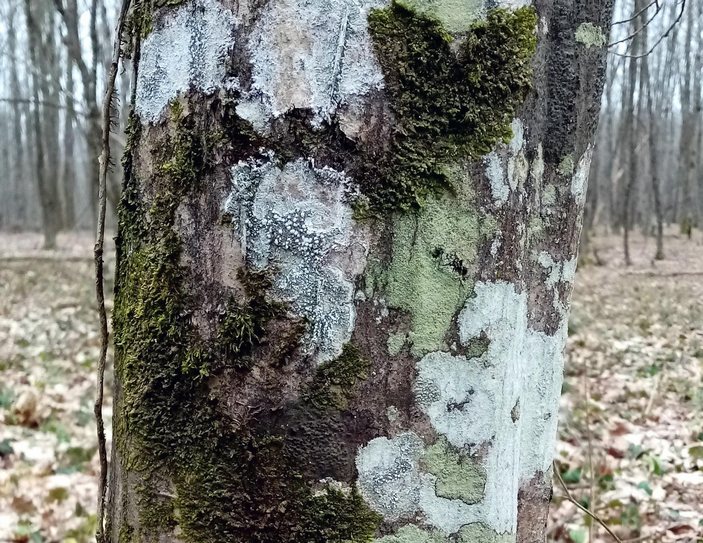 Накипные лишайники на грабе