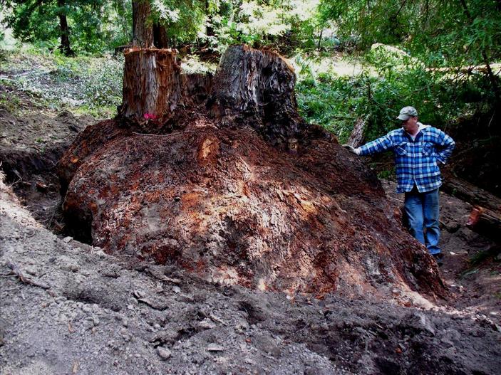 Лигнотубер секвойи