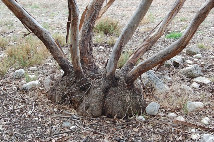 Мали-корень