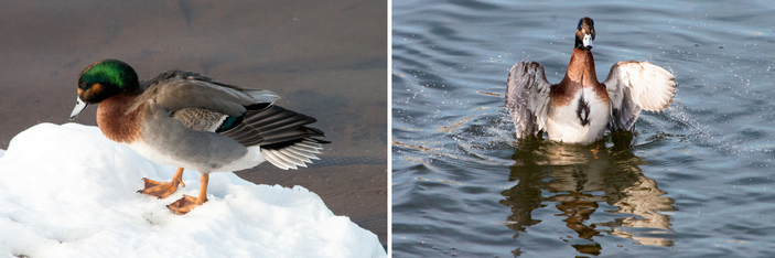 Гибрид со всех сторон