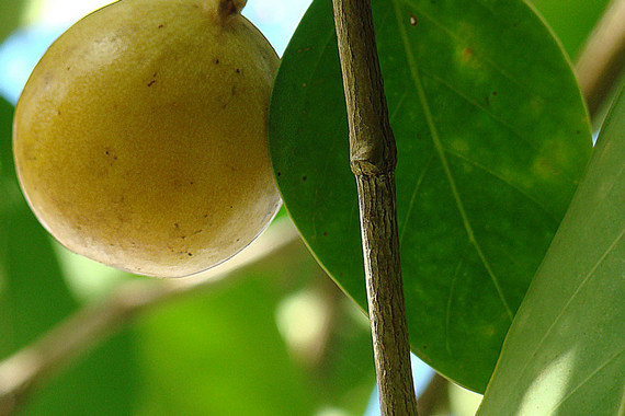 Яблочки смерти