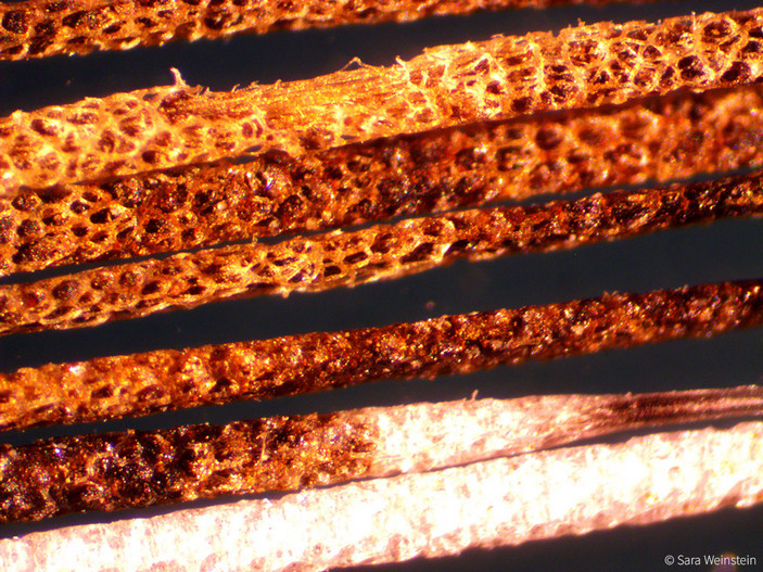 Волосы хомяка