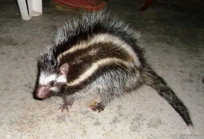 Хомяк с поднятой шерстью