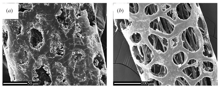 Волосок под микроскопом