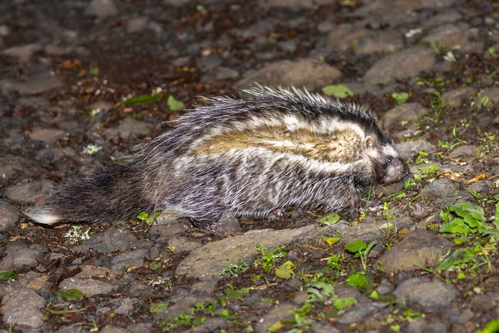 Хомяк с опущенной гривой