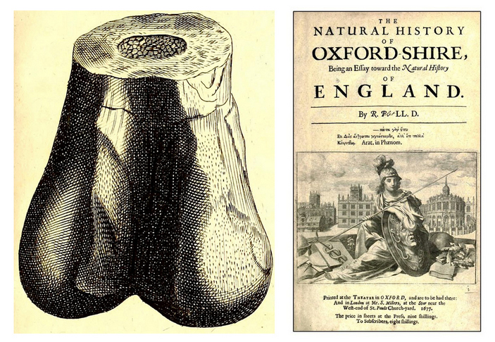 Scrotum humanum
